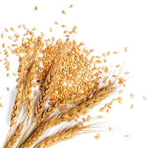 wheat